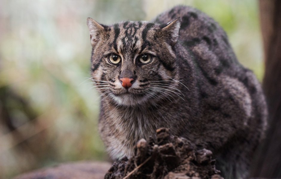 Амурский Лесной кот в Сихотэ Алинь
