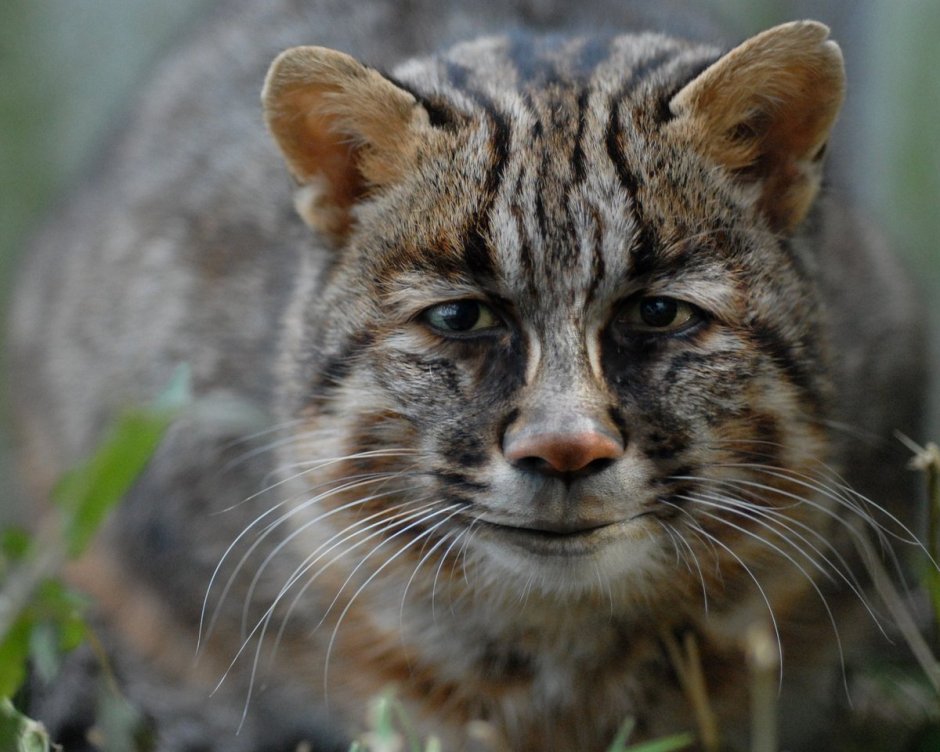 Дальневосточный Лесной кот (Prionailurus bengalensis euptilurus)