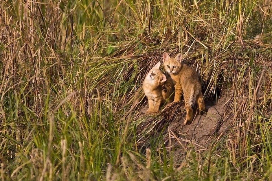 Камышовый кот (Хаус) (Felis Chaus)