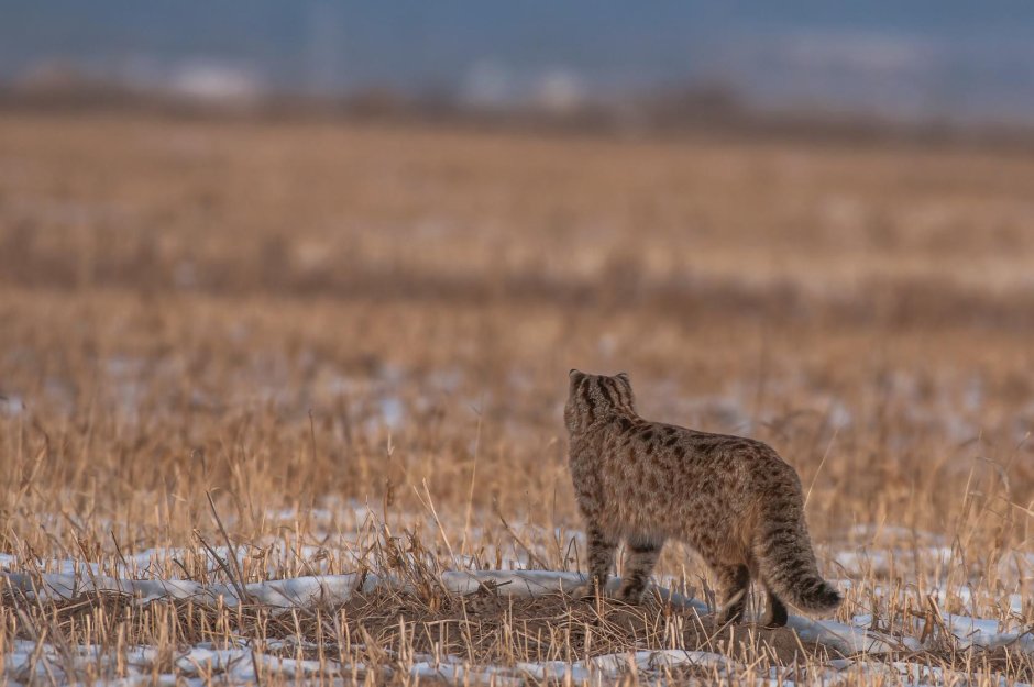 Бенгальский камышовый кот