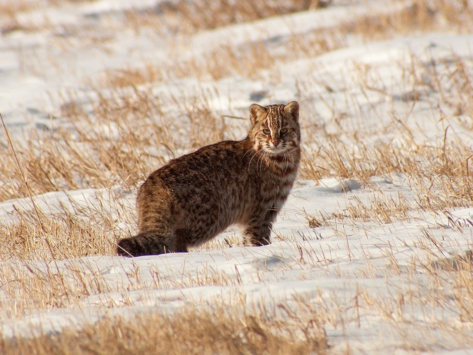 Дальневосточный Амурский Лесной кот