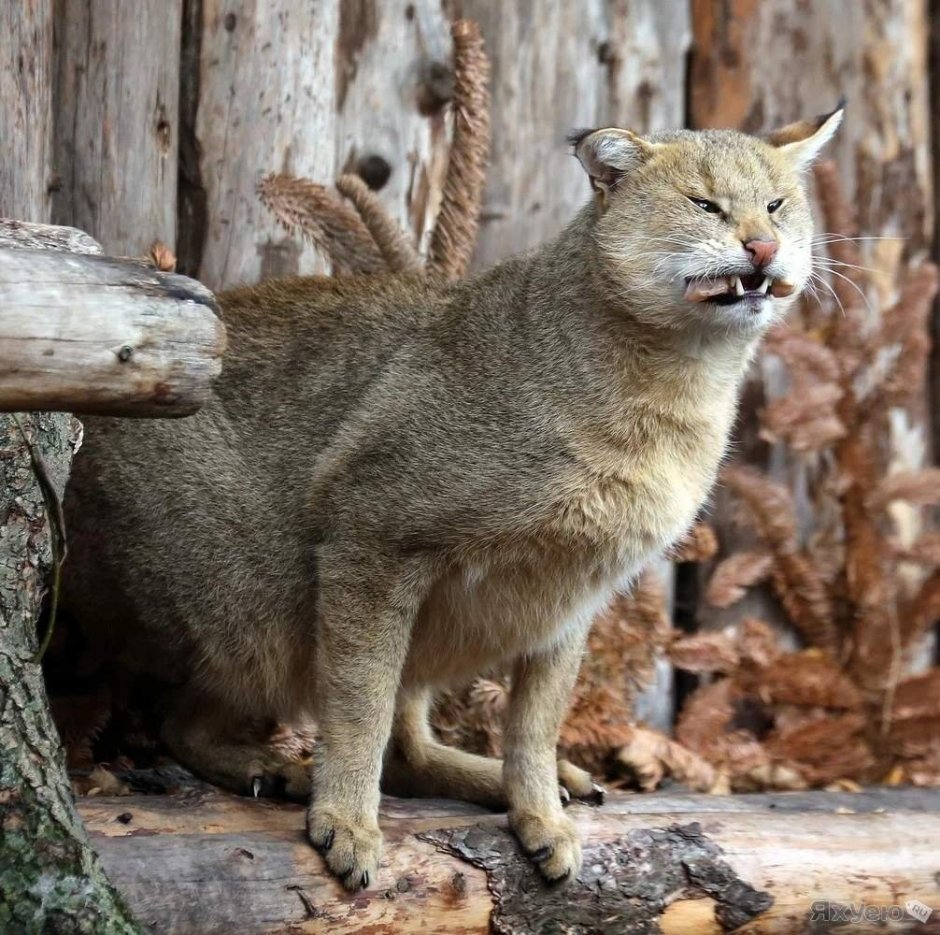 Кавказская Лесная кошка Felis Silvestris Caucasica