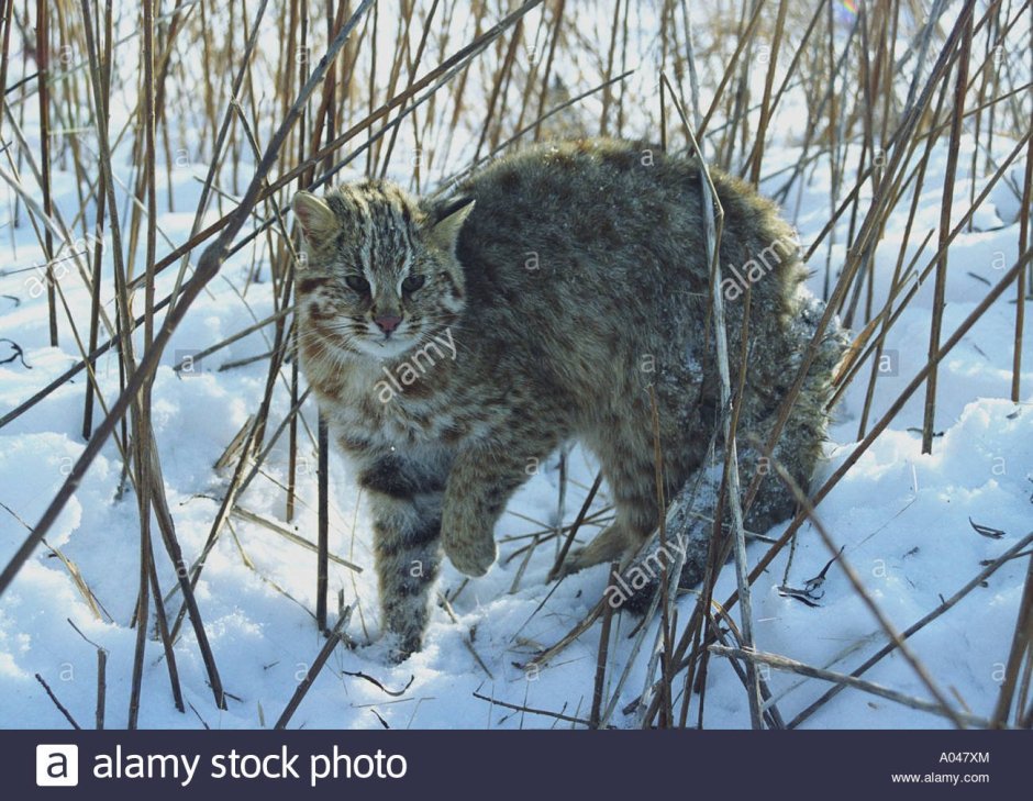 Камышовый кот самка