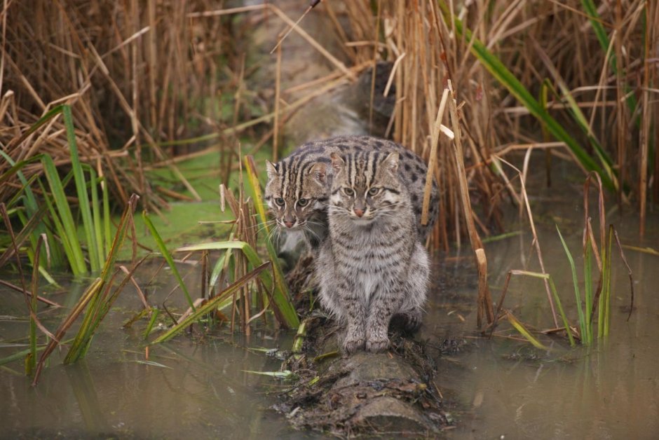 Европейский Лесной кот камышовый