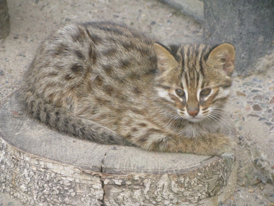 Амурский Лесной кот