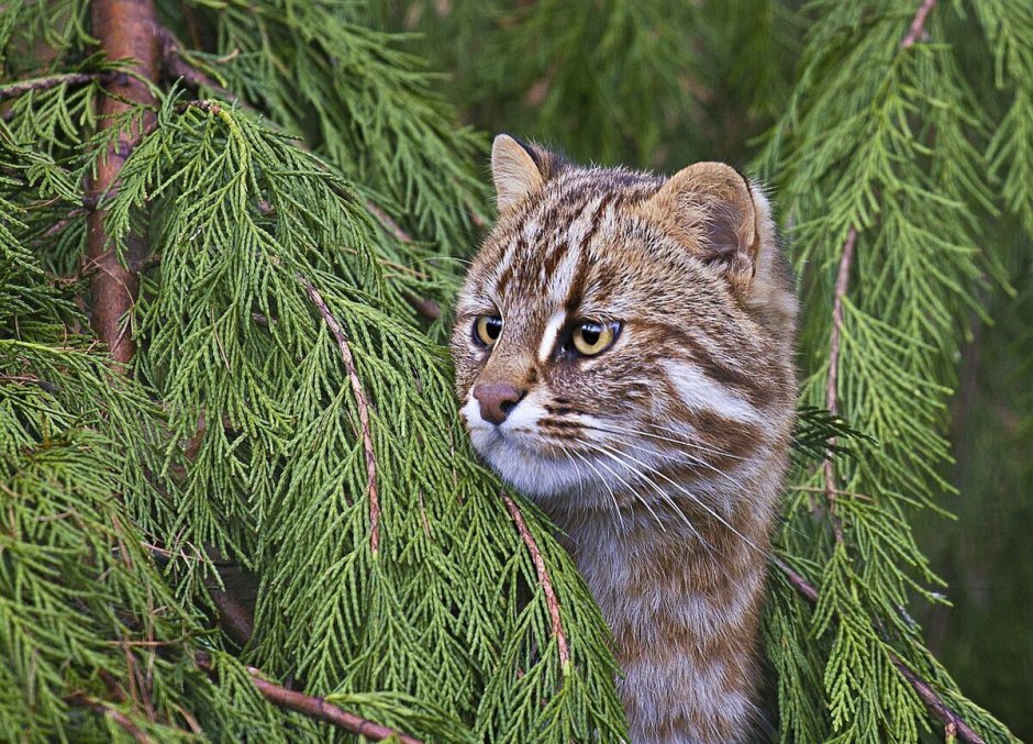 Шотландская Лесная кошка