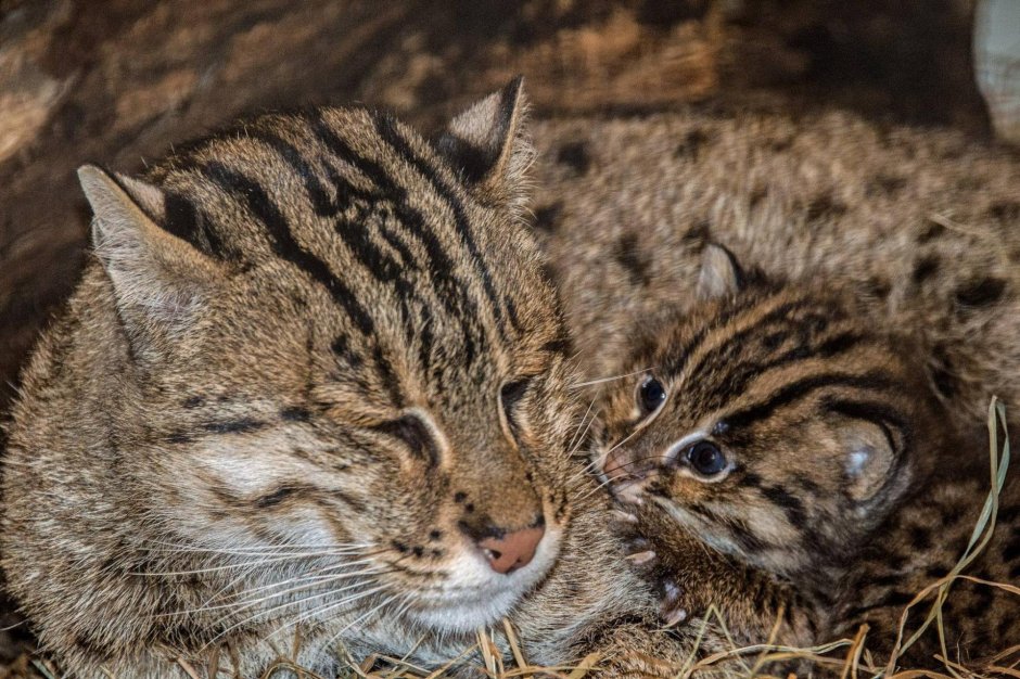 Дальневосточный Амурский Лесной кот
