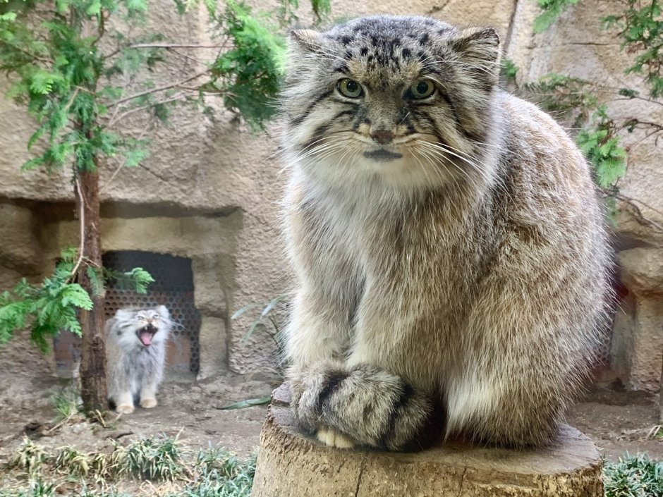 Кавказский камышовый кот