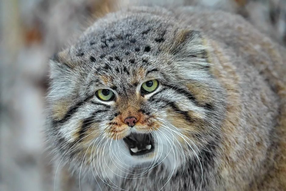 Манул Забайкальский дикий кот