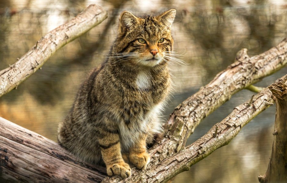 Дальневосточный Лесной кот Prionailurus bengalensis