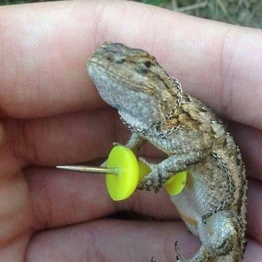 Ящерица меланист