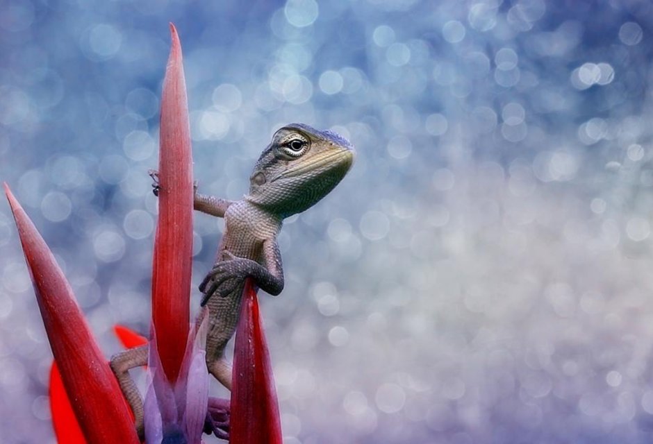 Доброе утро ящерица