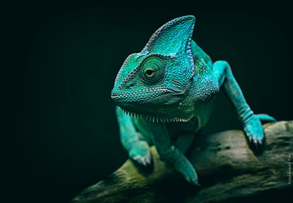 Голубой хамелеон