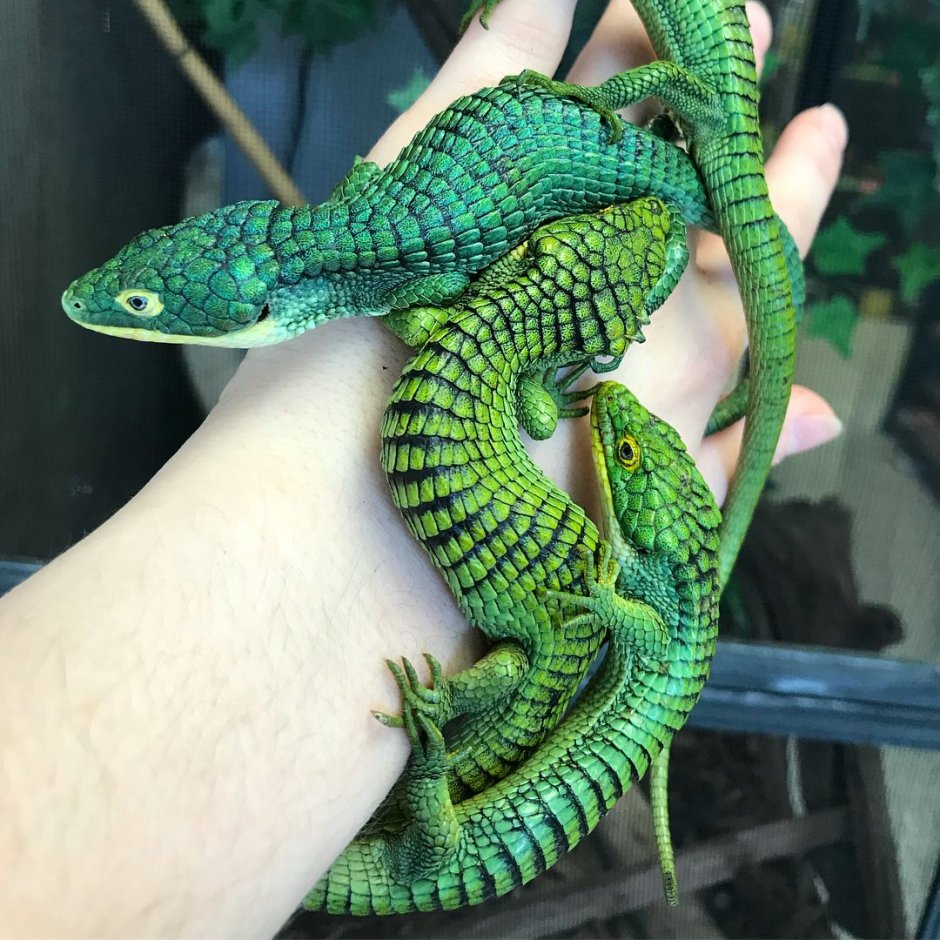 Аброния Лизард