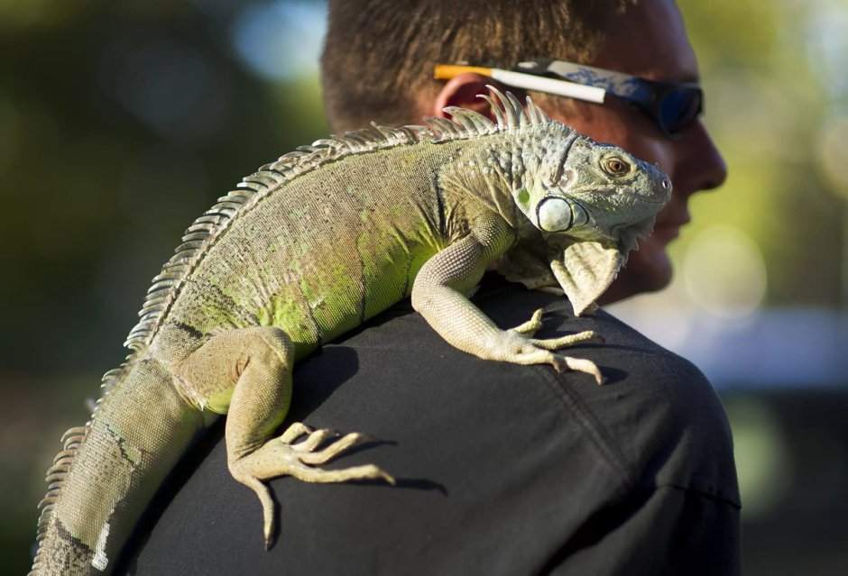 Взрослая зеленая игуана