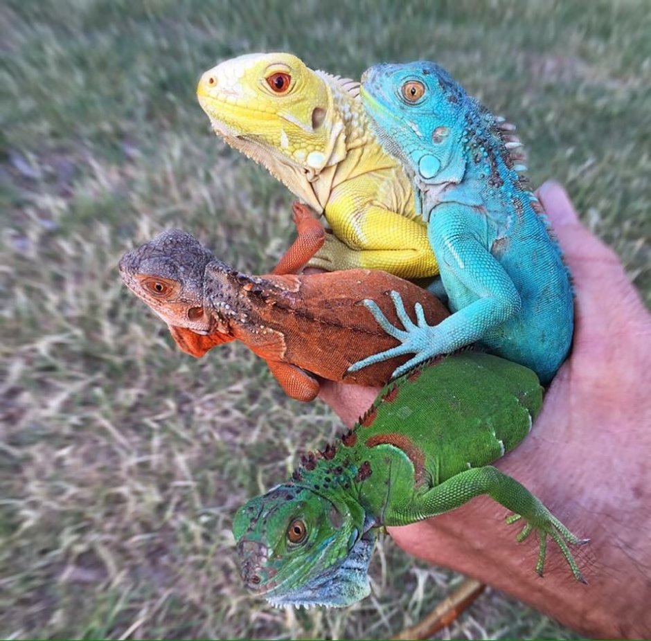 Агама Мванза