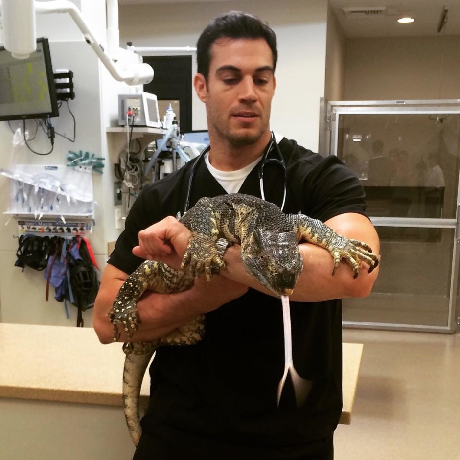 Армадилло поясохвост