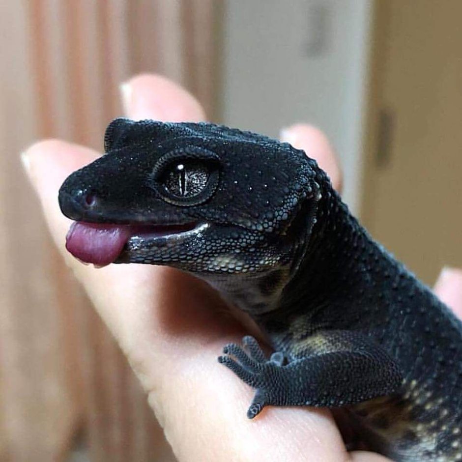 Хамелеон Филипп