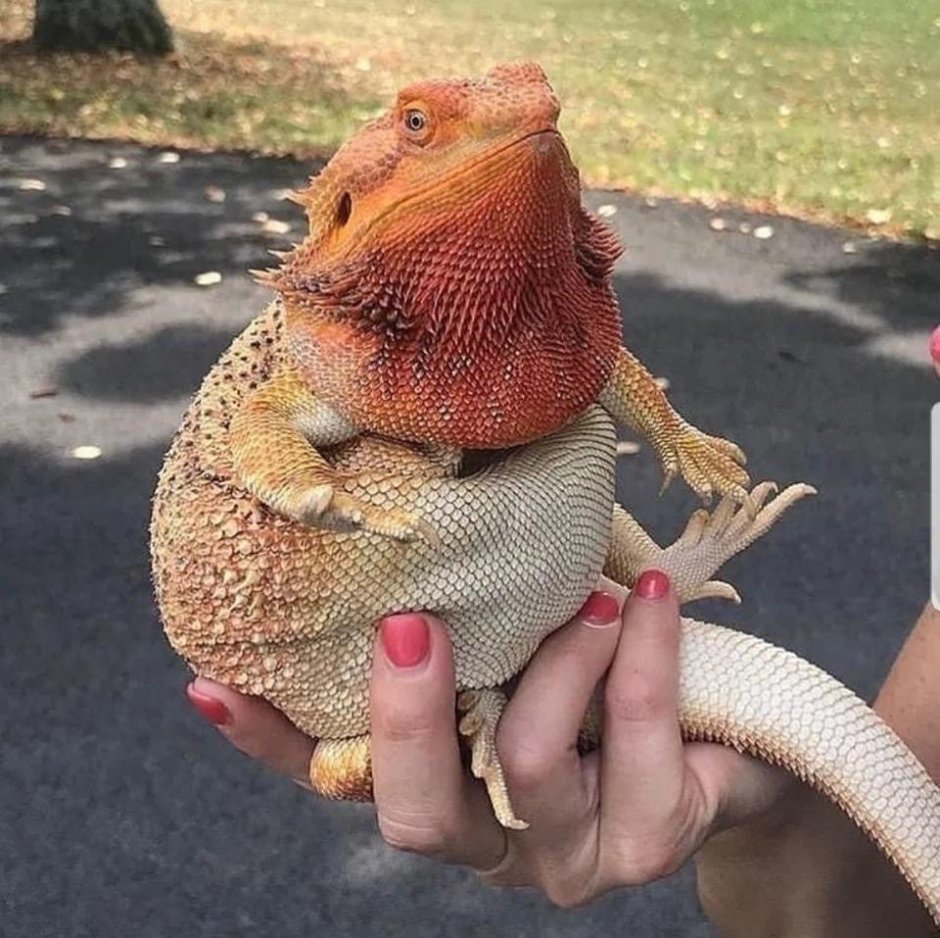 Рептилии пантеровый хамелеон