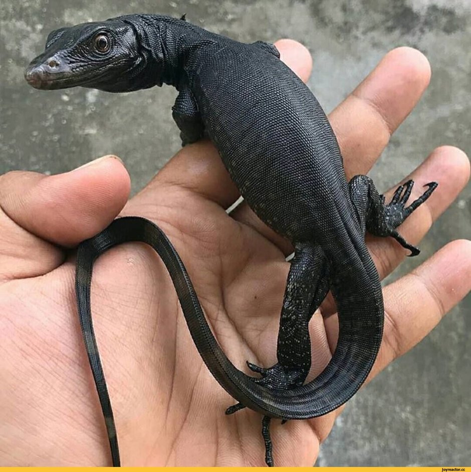 Калифорнийская ящерица