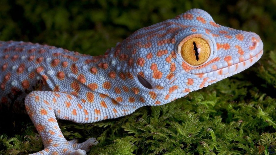 Капский карликовый геккон