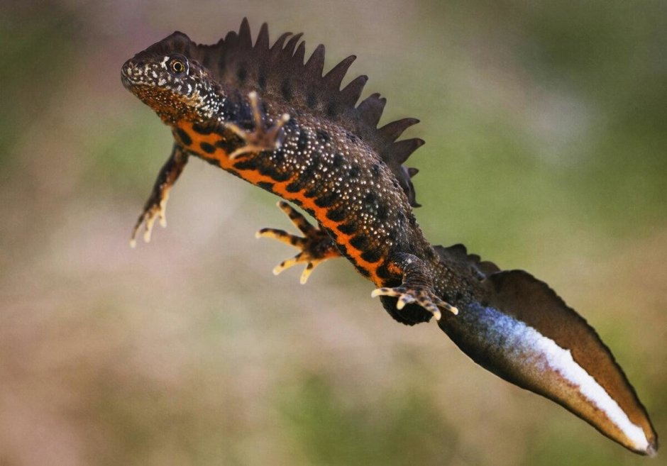 Ящерица Япалура великолепная