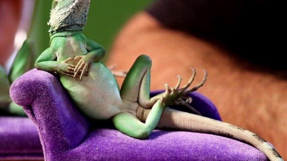 Игуана прикол