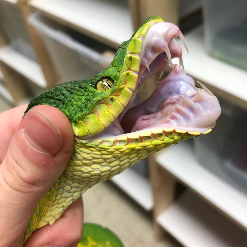 Агама бородатая раздула мешок