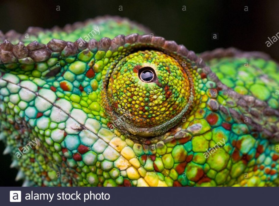 Бородатая агама МОРФА