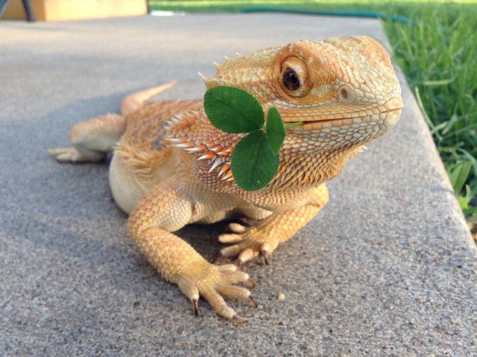 Старая ящерица