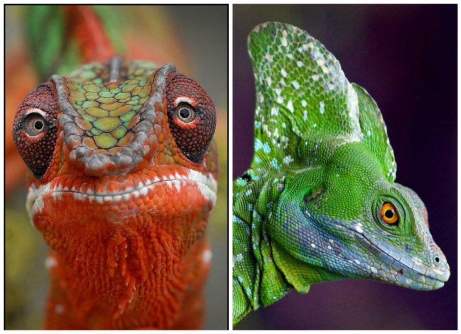 Хамелеон игуана игуана