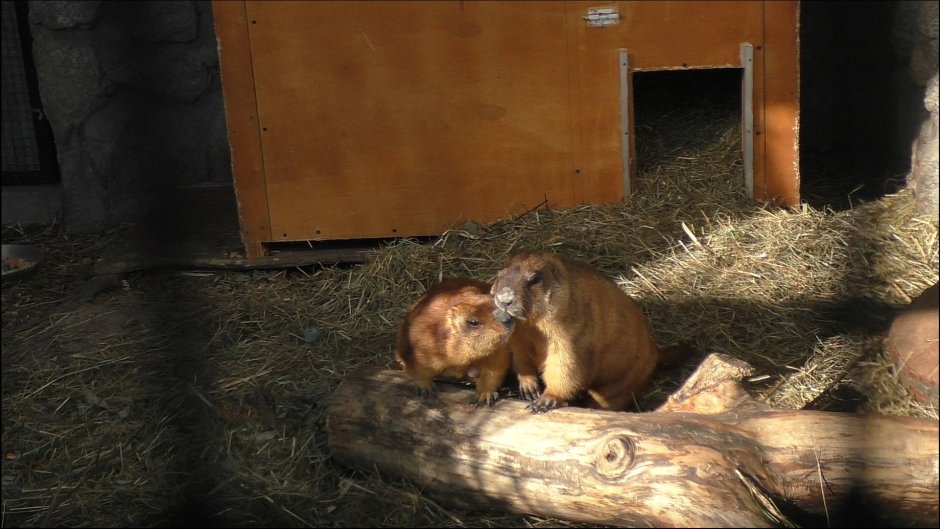 Пака (cuniculus Paca