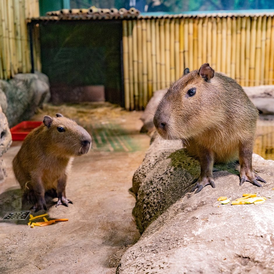 Пять капибар