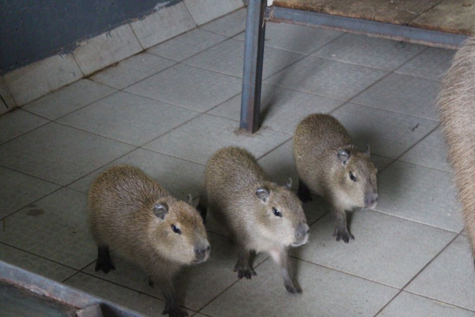 Капибара и крыса