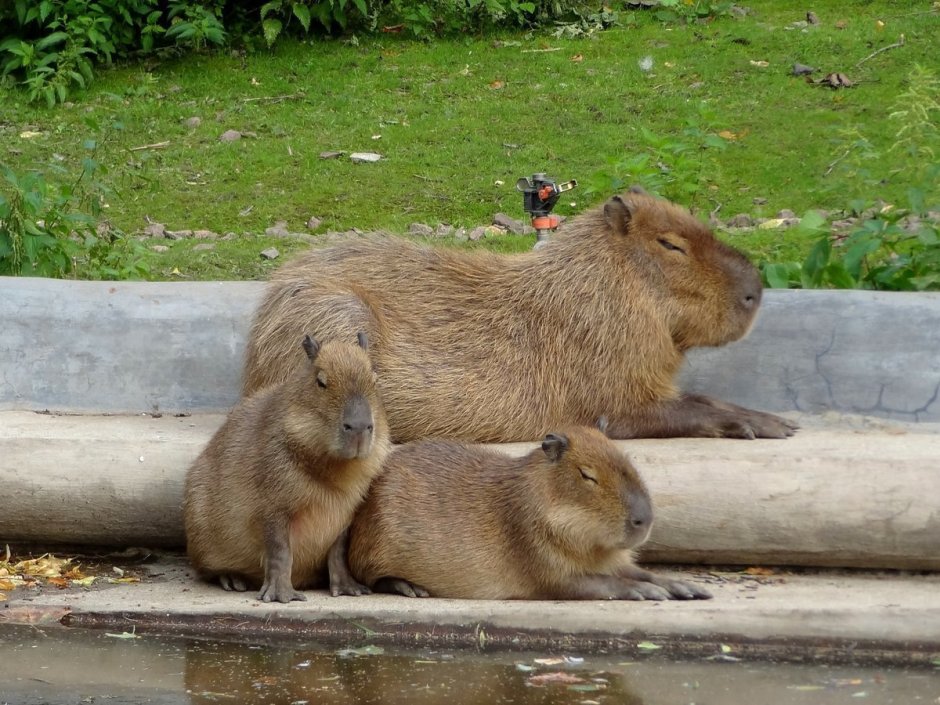Смешные бобры
