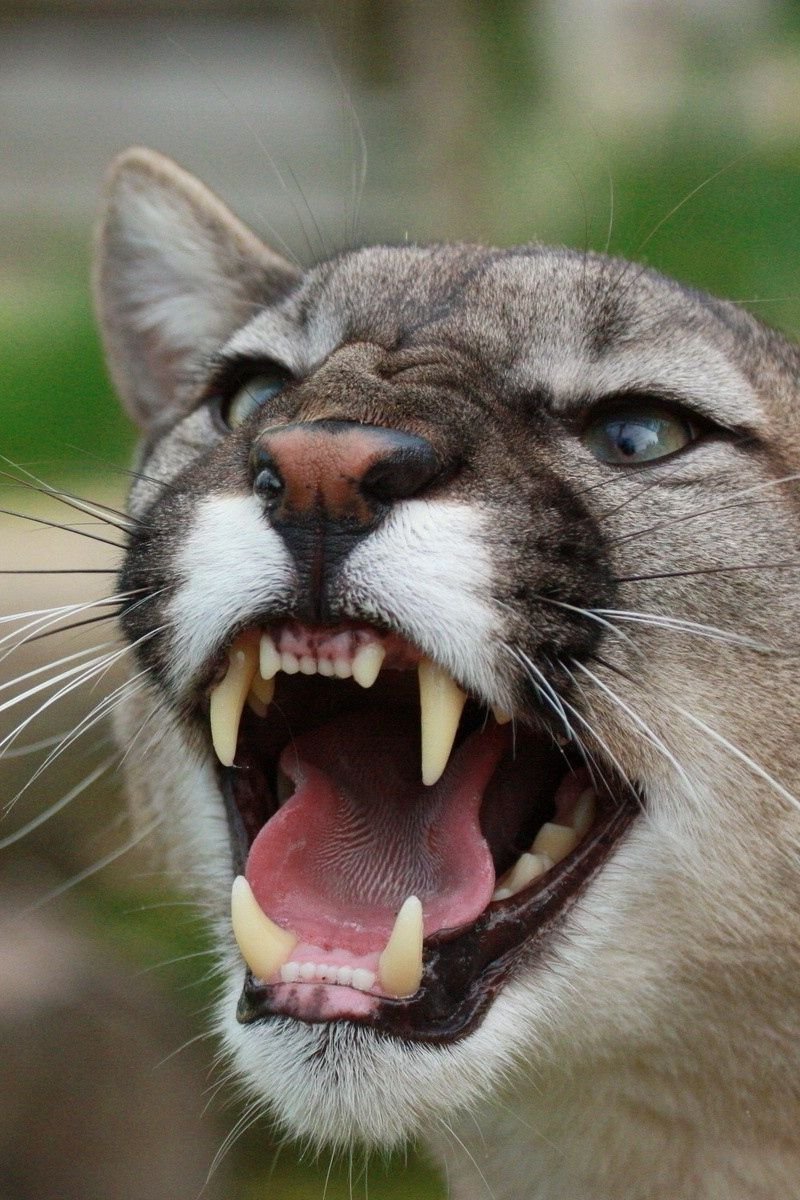 Саблезубый Кугуар