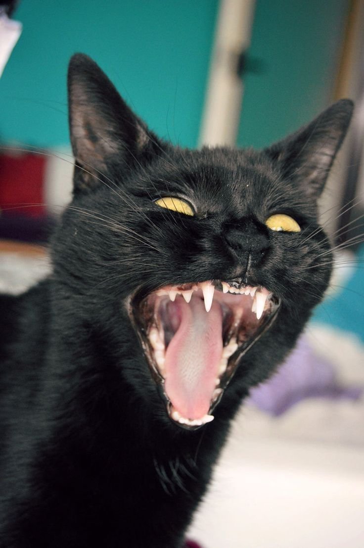 Агрессивный кот