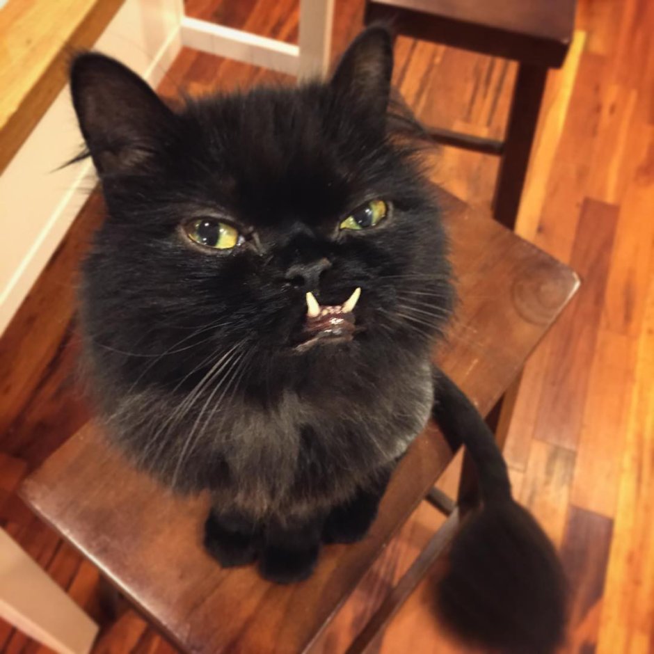 Черный кот с клыками