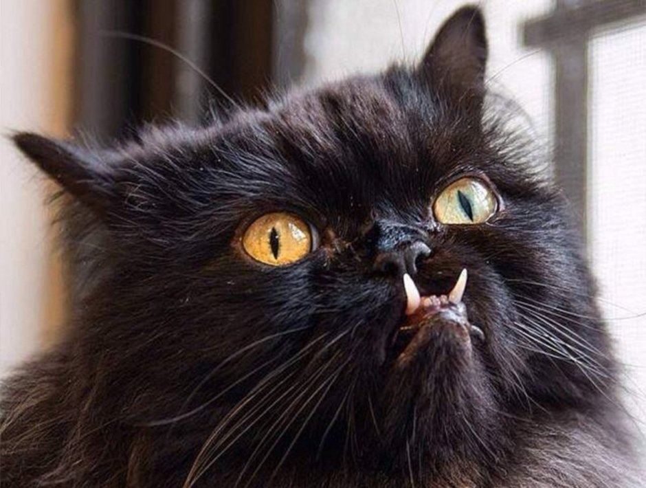 Черный лохматый кот