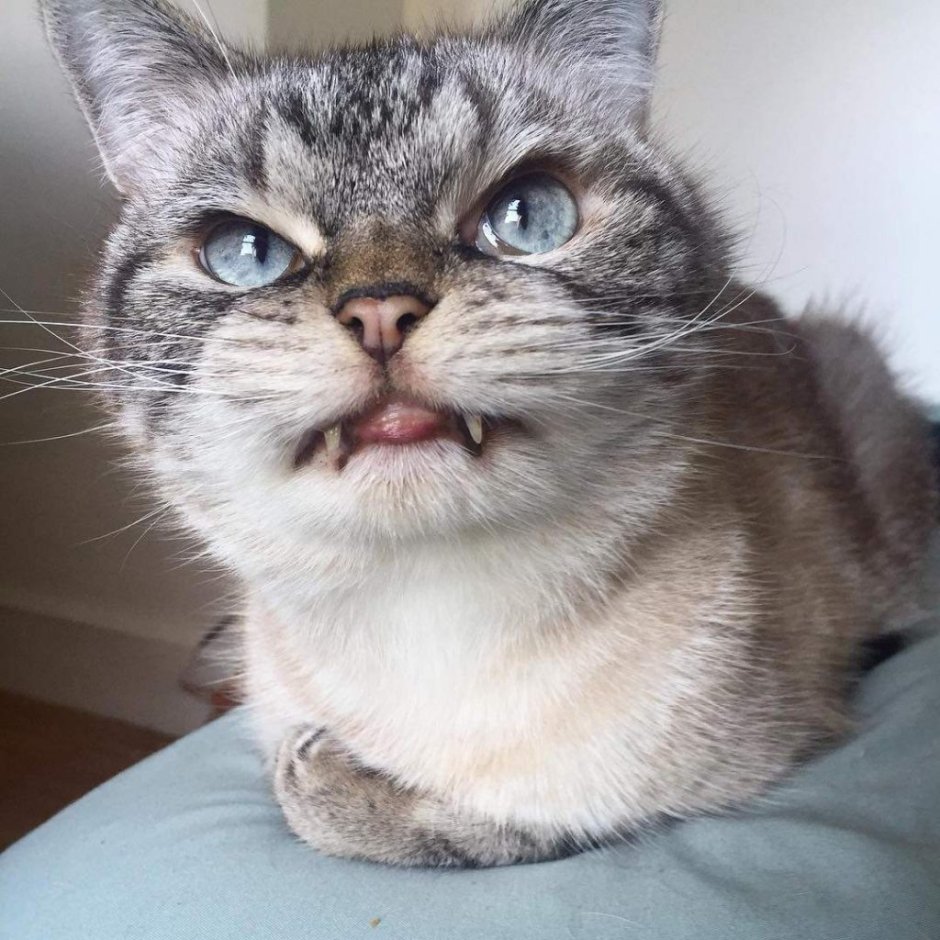 Кошка вампир Локи