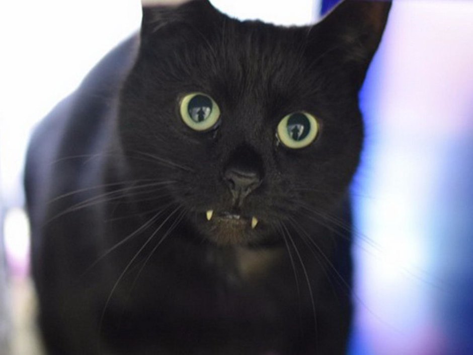 Злой белый котенок