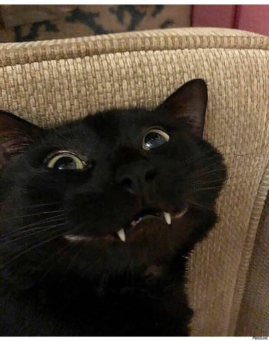 Смешные коты