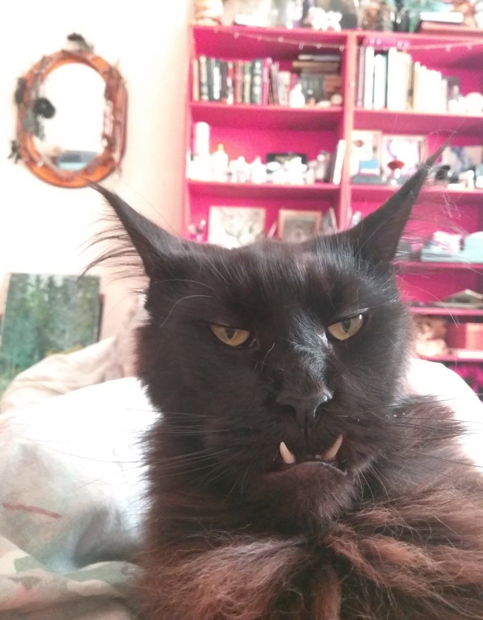 Черный кот с большими клыками