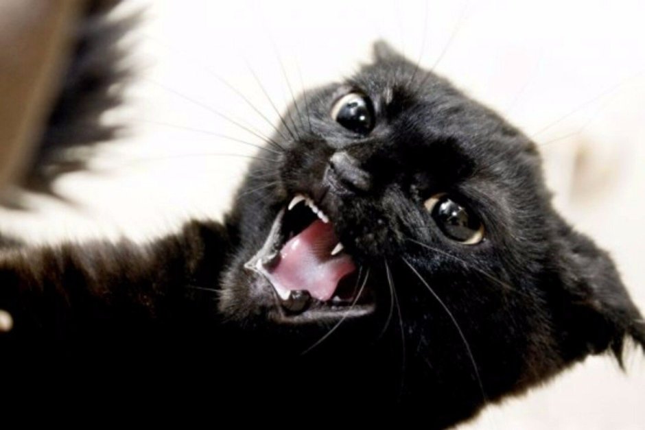 Злой черный котик