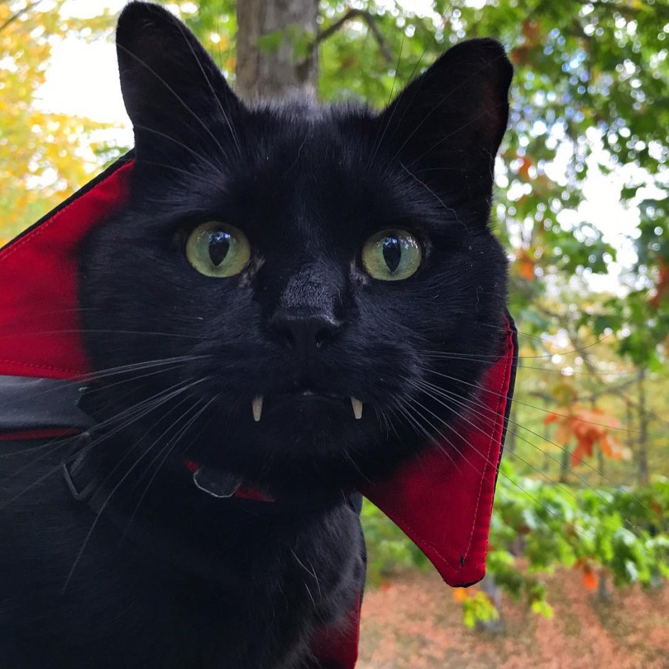 Граф Мрякула кот