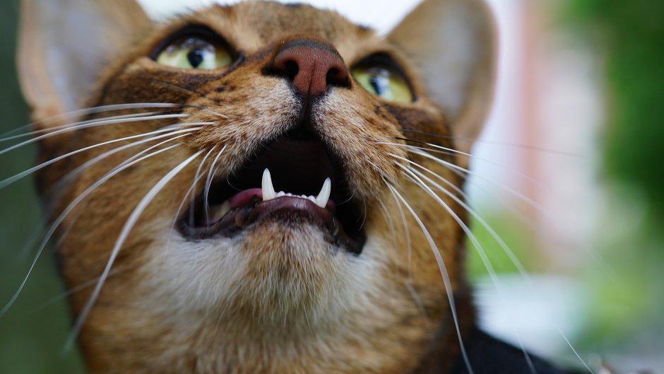 Пантера зевает