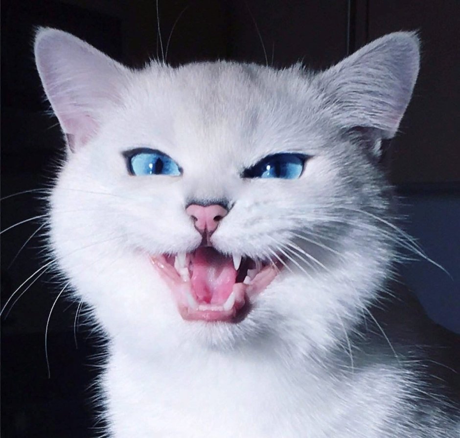 Лок тар Огар кот