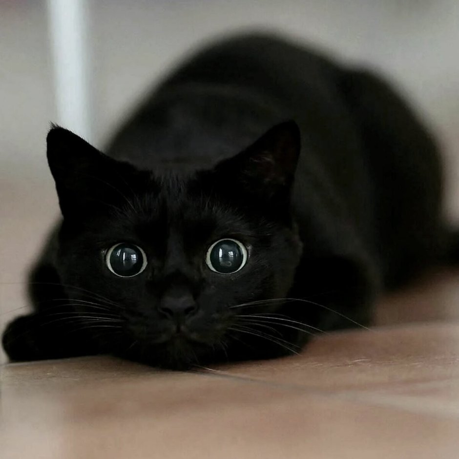 Кошка с большими клыками