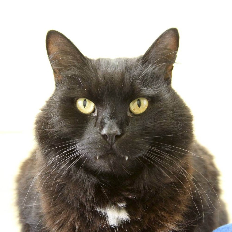 Корниш рекс Дракула