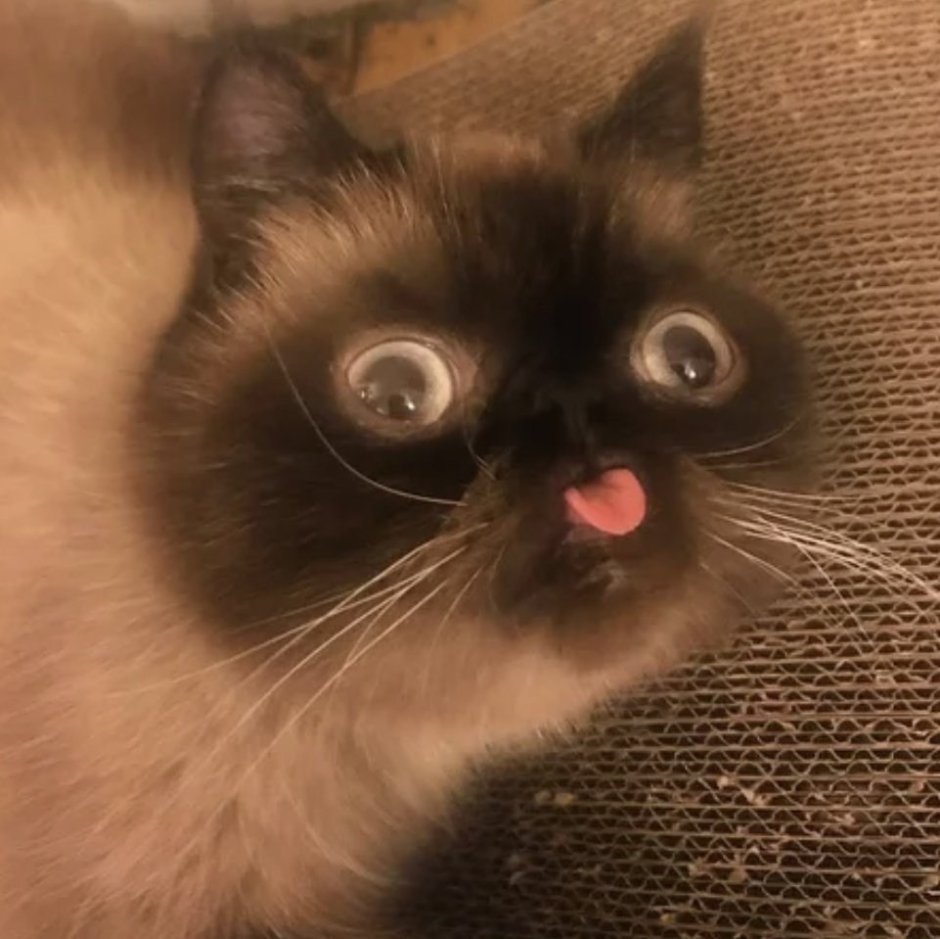 Кот с выпученными глазами и языком